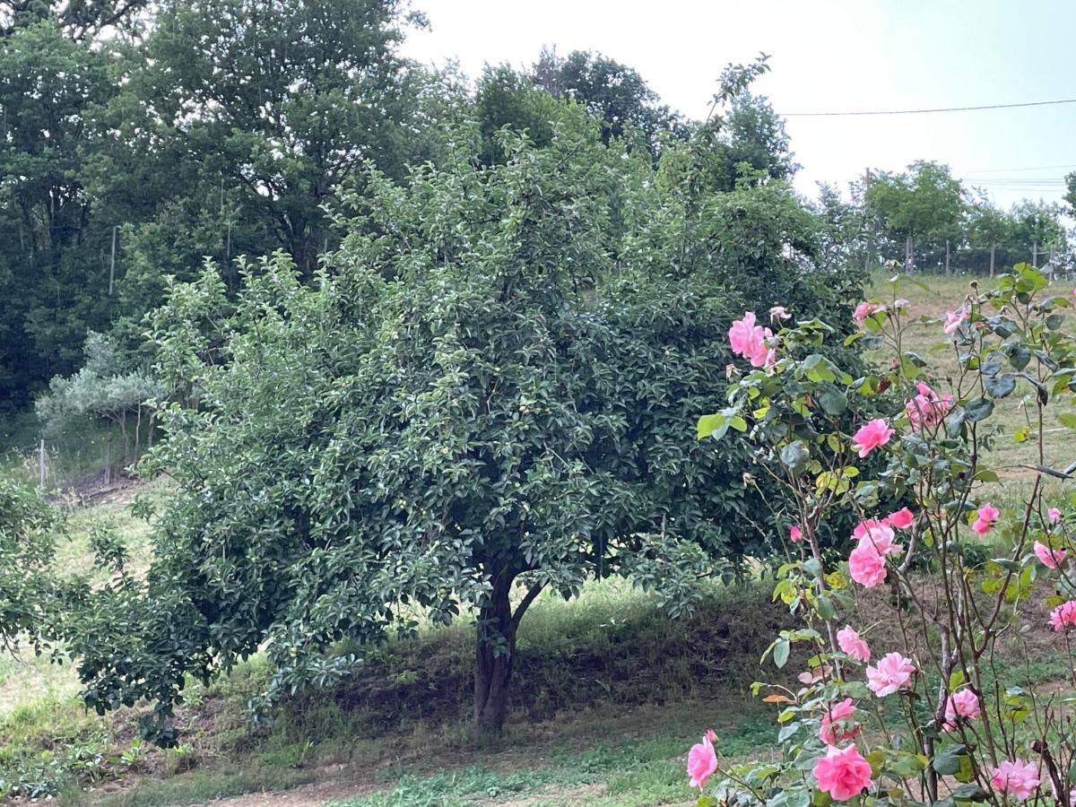 Luxury Villa Arianna Tarano Esterno foto